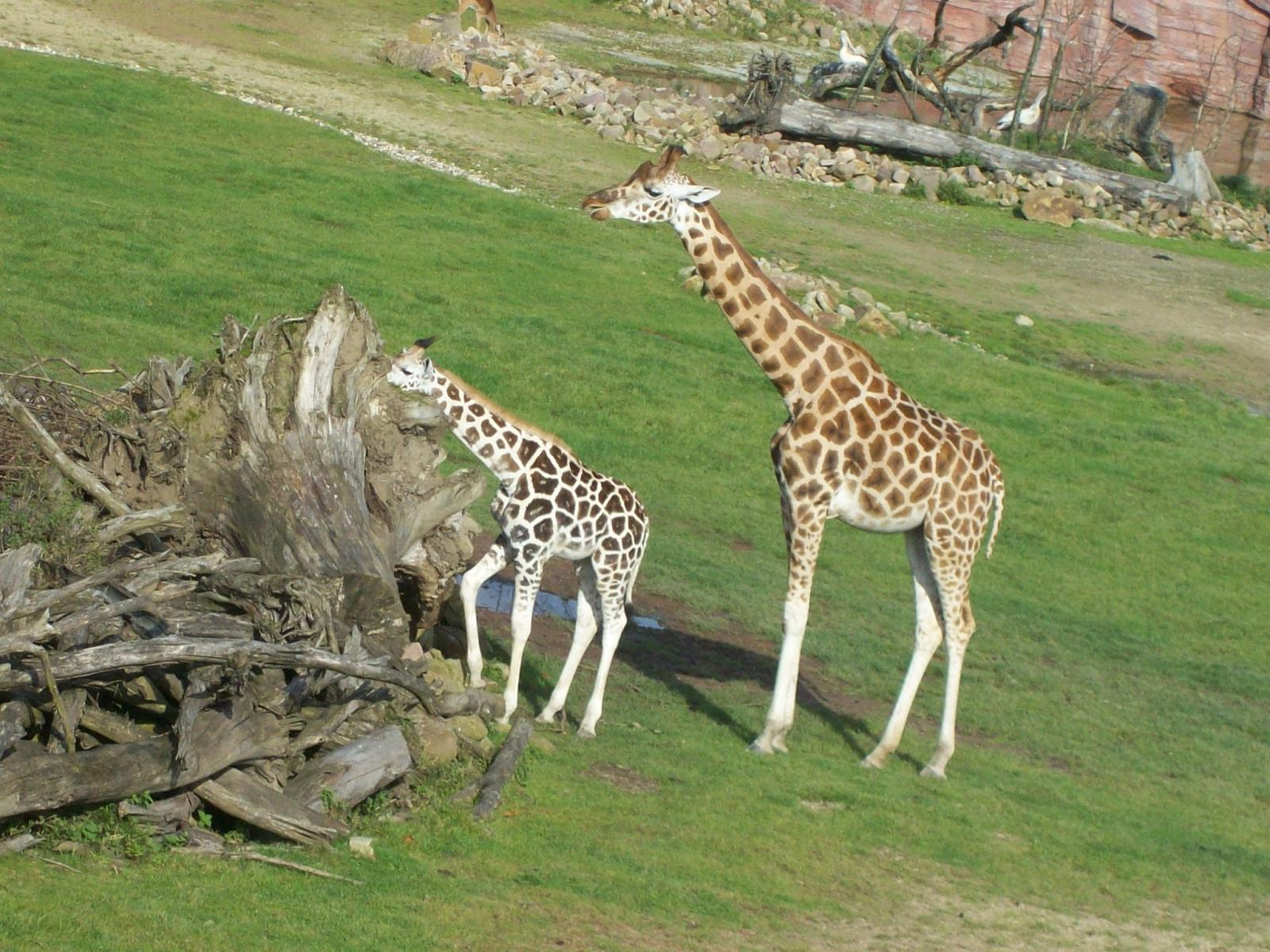 Zoom 18.10.2008-119.jpg